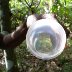SAM_0043 Insect trap