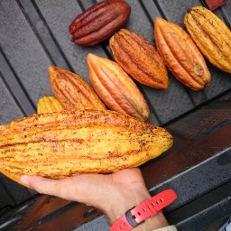 Puerto Rico Cacao