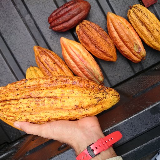 Puerto Rico Cacao
