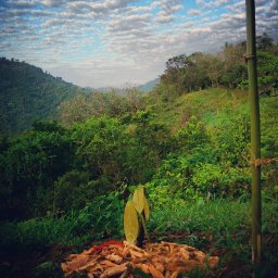 Puerto Rico Cacao