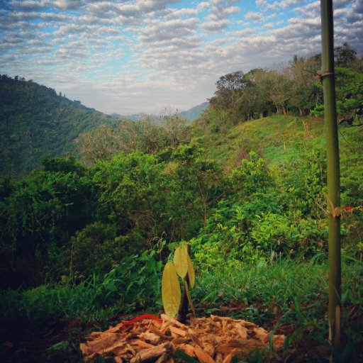 Puerto Rico Cacao