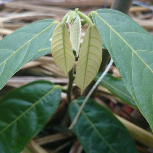 Puerto Rico Cacao
