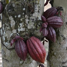 Venezuela variety in Ecuador