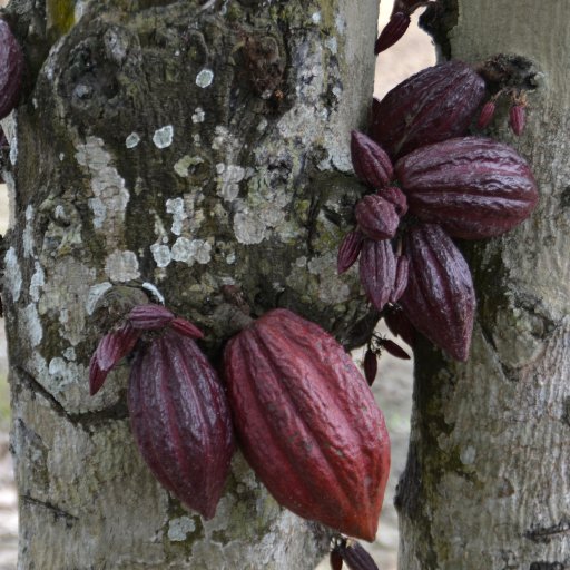 Venezuela variety in Ecuador