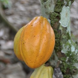 cacao in ecuador, balao