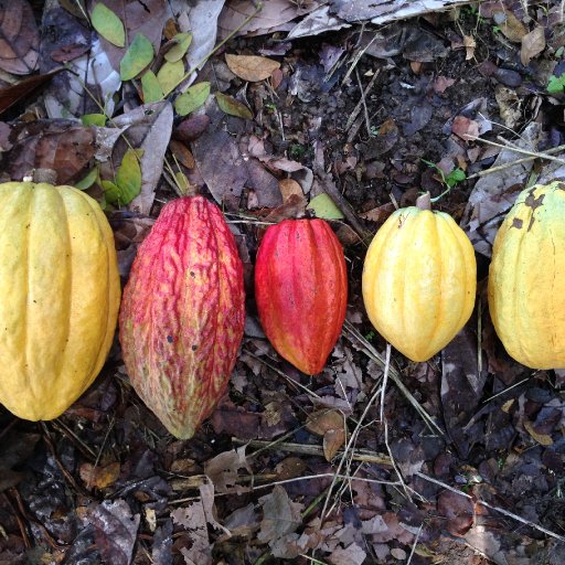 cacao of ecuador