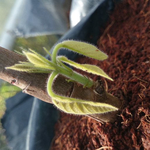 Puerto Rico Cacao