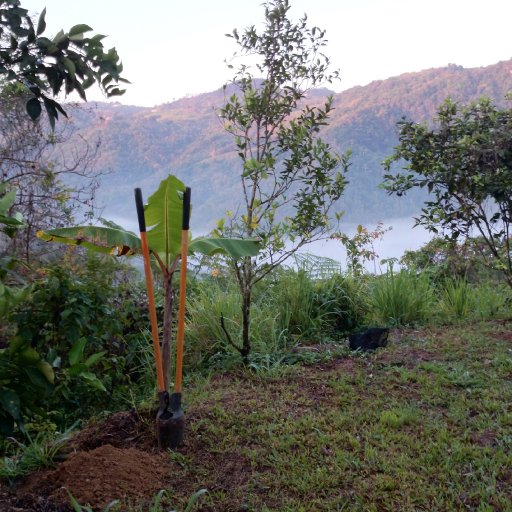 Puerto Rico Cacao