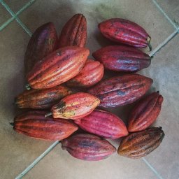 Puerto Rico Cacao