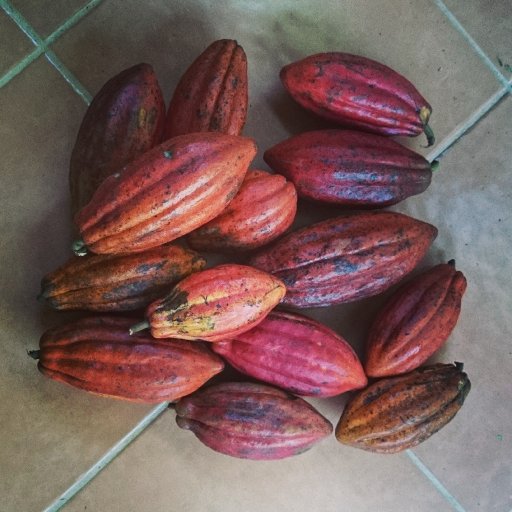 Puerto Rico Cacao