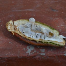 theobroma x pods in colombia