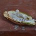 theobroma x pods in colombia