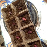 planting nacional beans