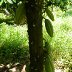 DSCN6573sm14