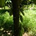 DSCN6573sm14
