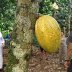 Paria cacao- Venezuela