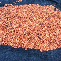 Sea of cacao love
