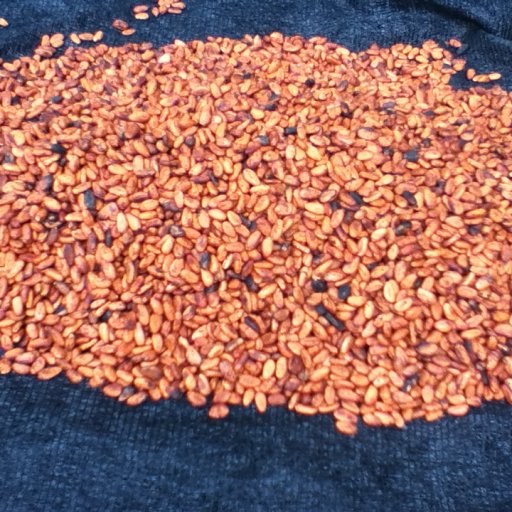 Sea of cacao love