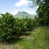 Mango_Park_001