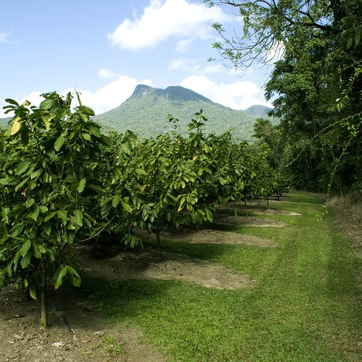 Mango_Park_001