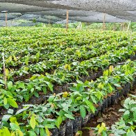 Nursery