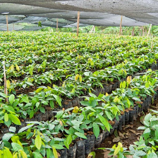 Nursery