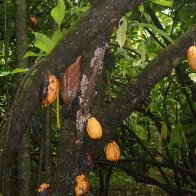 Very 1st photo of wild cacao pods  from North part of Brazil !!!!