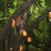 Very 1st photo of wild cacao pods  from North part of Brazil !!!!