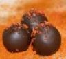 Truffles