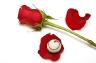 E. Rose